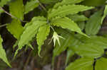 Yellow fairybells <BR>Yellow mandarin